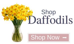 Shop fresh daffodil bunches supporting the Cancer Council